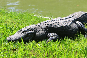 A huge crocodile lies on the grass on the banks of the river.