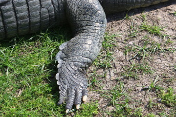 A huge crocodile lies on the grass on the banks of the river.
