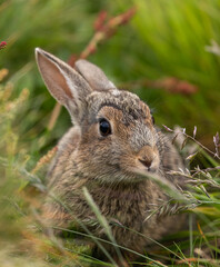 Young rabbit eating grass and plants