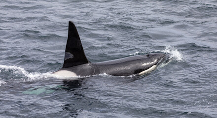 Orca whale / Killer whale
