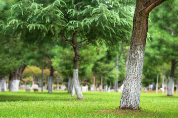 green grass city park garden background. selective focus on nearest tree