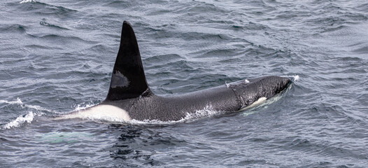 Orca whale / killer whale