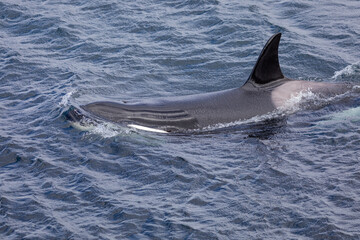 Fototapeta premium Orca whale / Killer whale