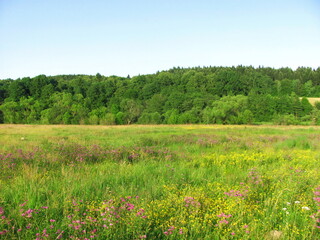 Fototapeta premium Beautiful meadow in summer