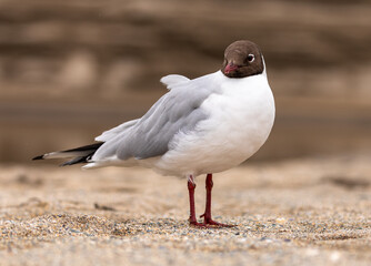 Black-headed gull