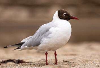 Black-headed gull
