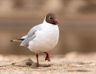 Black-headed gull