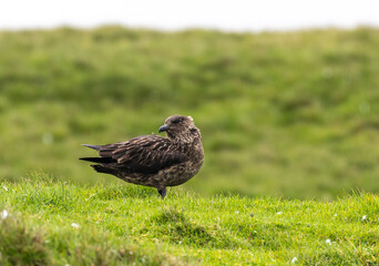 Great Skua