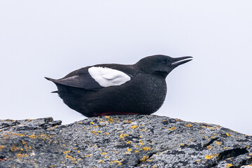 Black Guillemot