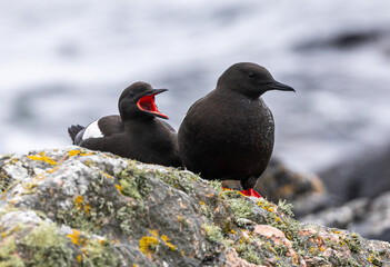 Black Guillemot