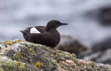 Black Guillemot