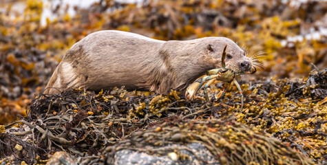 Sea Otter