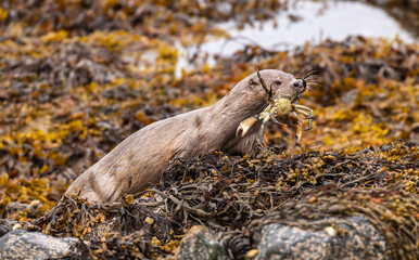 Sea Otter