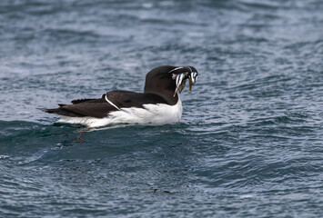 Guillemot