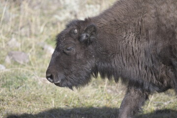close up side view of a bison walking in Yellowstone National Park