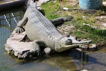 A huge crocodile lies on the grass on the banks of the river.