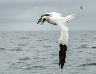 Northern gannet