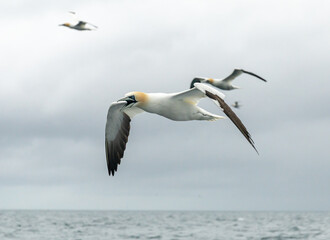 Northern gannet