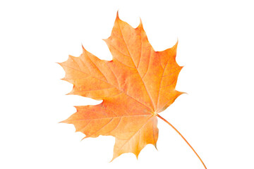 Naklejka na ściany i meble maple yellow autumn leaf with veins isolated on white background