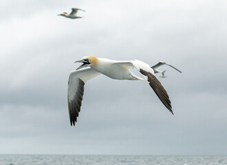 Northern gannet