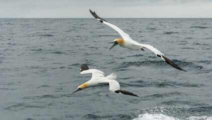 Northern gannet