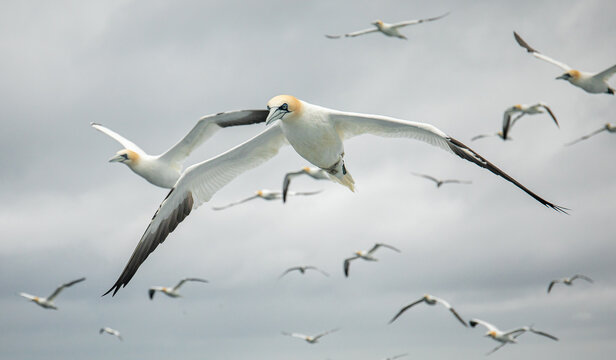 Northern gannet