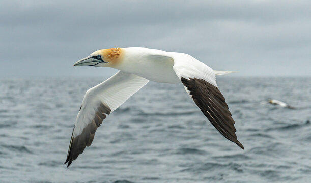 Northern gannet