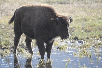 bison walking across sodden grass in Yellowstone National Park
