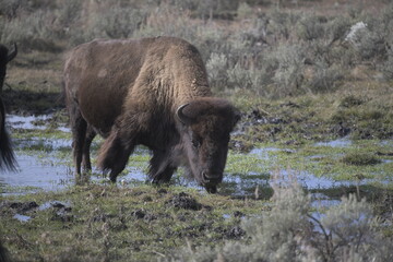bison drinking water in Yellowstone National Park