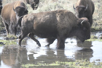 a herd of bison walking across sodden, wet grass in Yellowstone National Park