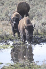 bison walking towards a stream in a line in Yellowstone National Park