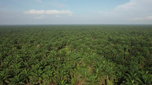 The Palm Oil Estates at Sarawak, the Borneo Island, Malaysia