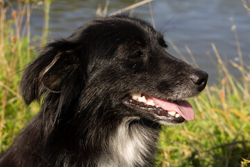 portrait of a black dog