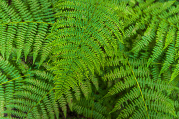 Beautiful green fern in Tatra mountains