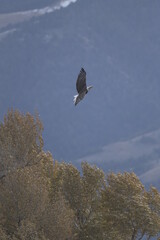 bald eagle flying away from a tree in Yellowstone National Park