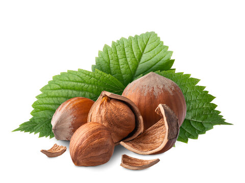 Hazelnuts with green leaves isolated on white. Deep focus