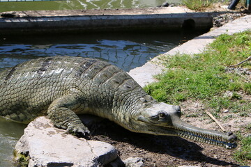 A huge crocodile lies on the grass on the banks of the river.