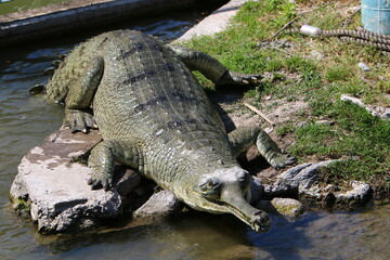 A huge crocodile lies on the grass on the banks of the river.