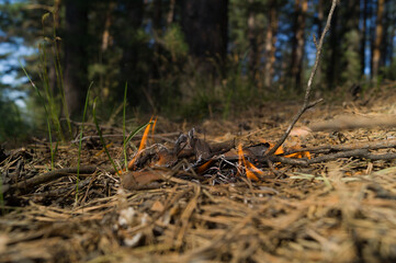 Burning dry needles in the forest. Wildfire. The threat of fire spreading and starting a strong fire. It's a dangerous situation. Selective focus