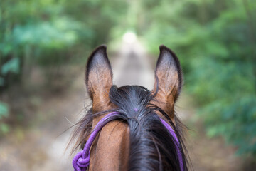 Horseback riding, photo from the saddle. Natural riding, hobby, sport