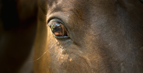 Horse eye close up. Head detail of a beautiful bay horse on a black background