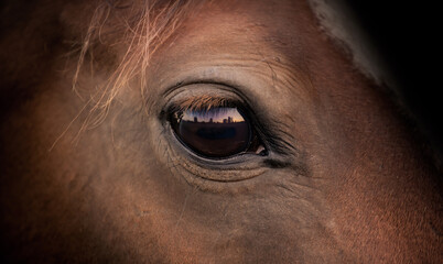 Horse eye close up. Head detail of a beautiful bay horse on a black background