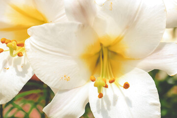 Beautiful white lilly in the garden, Lily joop flowers, Lilium oriental joop. Floral, spring, summer background. Close up. Selective focus.