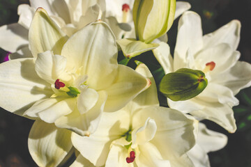 Beautiful white lilly in the garden, Lily joop flowers, Lilium oriental joop. Floral, spring, summer background. Close up. Selective focus.