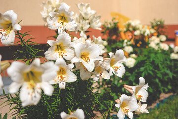 Beautiful white lilly in the garden, Lily joop flowers, Lilium oriental joop. Floral, spring, summer background. Close up. Selective focus.