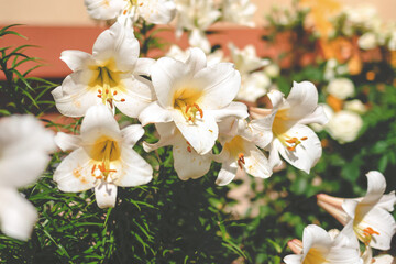 Obraz premium Beautiful white lilly in the garden, Lily joop flowers, Lilium oriental joop. Floral, spring, summer background. Close up. Selective focus.