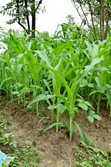 closeup the bunch young green ripe corncob plant growing in the farm soft focus natural green brown background.