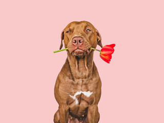 Obraz premium Lovable, pretty brown puppy and bright flowers. Closeup, indoors. Studio shot. Congratulations for family, relatives, loved ones, friends and colleagues. Pets care concept