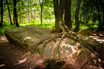 Long time fallen menhir coverred with tree roots in the forest of Monteneuf