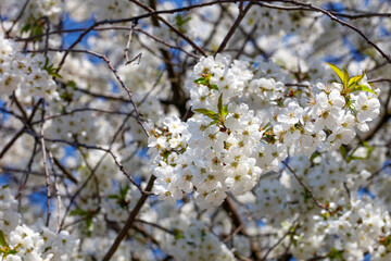 Obraz premium A branch of a flowering apple tree close-up on a blurred background of a flowering tree.